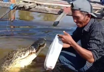 Dibuntuti Buaya Liar, Ambon Malah Rawat dan Pelihara Reptil Tersebut Bak Anak Sendiri Sampai Berikan Nama Spesial!