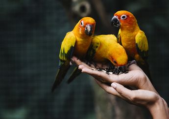 Berawal dari Burung Beo Peliharaannya yang Sering Ucapkan Kalimat ini, Seorang Istri Bongkar Hubungan Terlarang Majikan dan Pembantunya