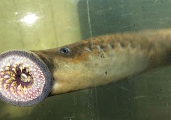 'Ikan Vampir' Muncul di Perairan Vermont, Ahli: Tak Perlu Khawatir