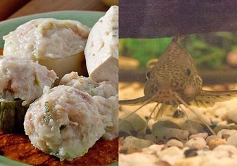 Sering Ditakutkan jadi Campurna Siomay, Nyatanya Ikan Sapu-sapu Aman Dikonsumsi, Asal..