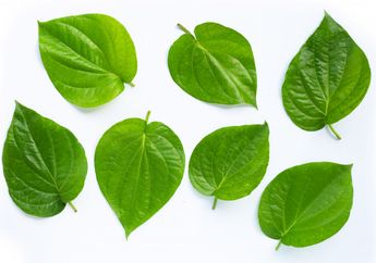 Cara Hilangkan Bau Badan dan Bau Ketiak dengan Obat Alami Daun Sirih