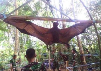 Bikin Bulu Kuduk Merinding, Potret Kelelawar Punya Tubuh Sebesar Manusia Viral di Media Sosial, Sempat Dikira Spesies Mamalia yang Terancam Punah