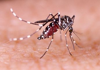 Waspadai, Begini Proses Nyamuk Aedes Aegypti Menularkan Demam Berdarah