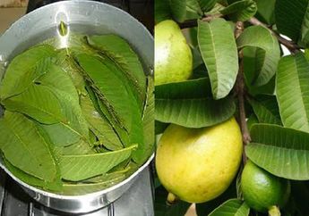 Cuma Minum Air Rebusan Daun Jambu Biji Setiap Hari, Ternyata Bisa Datangkan 5 Hal Ajaib Ini Untuk Tubuh