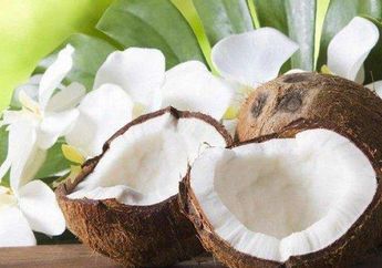 Bukan Hanya Airnya Saja yang Banyak Manfaat, Daging Kelapa Bisa Jadi Obat Diet Alami Bagi yang Ingin Miliki Tubuh Langsing