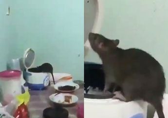 MENGERIKAN! Wanita ini Histeris Saat Tikus Got Makan Nasi dalam Rice Cooker di Rumahnya, Kok Bisa?
