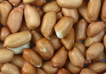 Pantas Dijadikan Camilan, Cuma Kunyah Kacang Tanah Ternyata Tubuh Bisa Terhindar dari 2 Penyakit Ganas Ini