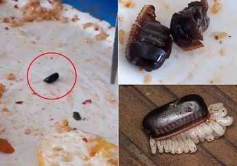 Lagi Enak-enaknya Makan, Wanita ini Kaget dan Jijik Ketika Menemukan Telur Kecoa di Atas Nasi, Kok Bisa?