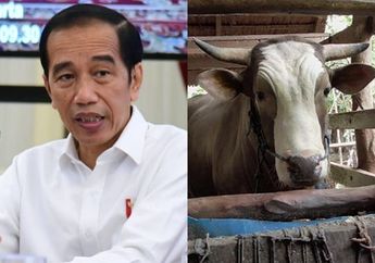 Jadi Sapi Kurban Pilihan Jokowi, Rahman Takka Bahagia: Sudah Rawat Puang Tedong dari Lahir Hingga Miliki Berat 1,2 Ton