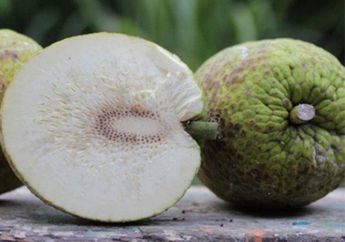 Bisa Matikan Sel Kanker hingga Diabetes, Rajin Makan Buah Sukun Ternyata Simpan Manfaat yang Tak Kalah dari Obat! Coba Sekarang