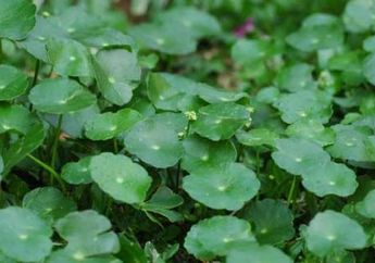 Menurut Pakar dari IPB, Tiga Tanaman Ini Jadi Formula Obat Herbal Antihipertensi