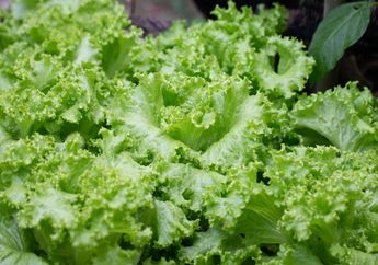Selama Ini Kita Salah Besar, Ternyata Makan Daun Selada Bisa Datangkan Petaka Bagi Tubuh, Waspada!