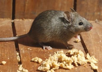 Cara Membuat Racun Tikus Alami Tanpa Bahan Kimia, Tinggal Siapkan Baking Soda