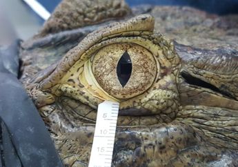Studi: Air Mata Buaya Mirip dengan yang Dimiliki Manusia