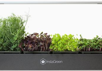 Tanam Microgreen di Lahan Kecil, Saat Panen Jadi Obat 4 Penyakit Kritis Ini