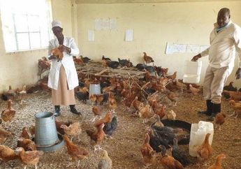 Pemerintah Tutup Belajar Tatap Muka Gegara Covid-19, Kini Sekolah Ini Jadi Kandang Ayam, Begini Kisahnya