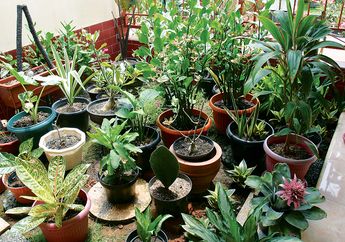Cara Membuat Taman di Lahan Terbatas, Cukup Memadukan Kumpulan Tanaman di Dalam Pot!