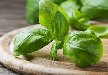 Cuma Minum Air Rebus Daun Kemangi, Siapa Sangka Ampuh Menjadi Obat Alami Untuk Penyakit yang Mematikan