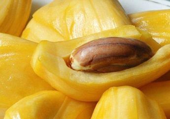 Wajib Tahu, Biji Nangka Bisa Membuat Wajah Terbebas Dari Keriput dan Membuat Rambut Jadi Makin Sehat