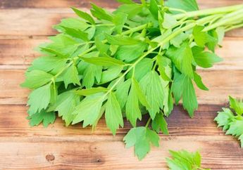 Biasanya Cuma Jadi Topping Bubur Ayam, Siapa Sangka Daun Seledri Miliki Manfaat Tak Terduga Untuk Kesehatan Tubuh, Wajib Tahu!