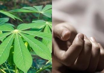Jangan Sampai Salah Beli, Daun Singkong dengan Ciri Ini Ternyata Beracun dan Bisa Membunuh dalam Hitungan Detik!