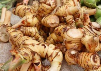 Coba Rutin Minum Air Rebusan Kencur Setiap Hari, Manfaat Luar Biasa Akan Dirasakan Tubuh