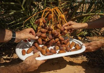 Biji Purba dari Gurun Yudea di Israel Ini Usianya Lebih dari 2.000 Tahun, Peneliti Berhasil 'Membangkitkannya dari Kubur' dan Dilibatkan dalam Upacara Yahudi