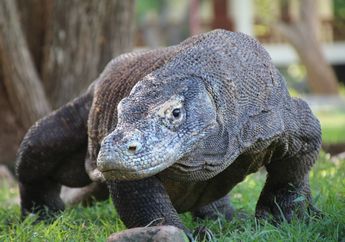 Studi: Populasi Komodo Kian Memburuk Akibat Interaksi dengan Manusia