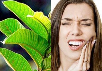 Cuma Kumur Dengan Air Rebusan Daun Jambu Biji 2 Kali Sehari, Hal Luar Biasa Ini Akan Terjadi Dalam Waktu 30 Detik!