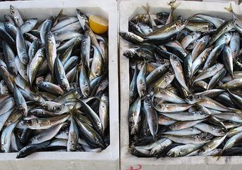 Satu Indonesia Gak Tahu! Dikira Sehat, Ikan Jenis Ini Justru Bisa Sebabkan Kanker! Sering Jadi Lauk di Meja Makan