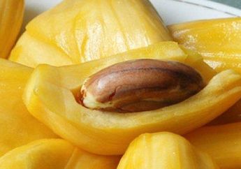 Cocok Jadi Obat Alami Segala Penyakit, Cuma Rutin Makan Biji Nangka Rebus Ternyata Hal Luar Biasa Ini Bisa Terjadi