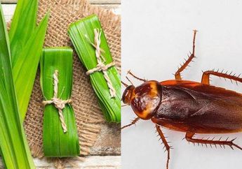 Bukan Cuma Harum, Daun Pandan Bisa Digunakan Untuk Mengusir Kecoa dan Semut di Rumah, Begini Caranya