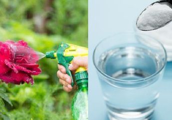 Coba Semprotkan Tanaman dengan Air Bahan Dapur Ini, Jangan Kaget dengan Melihat Perubahan Ajaib Ini Esok Hari