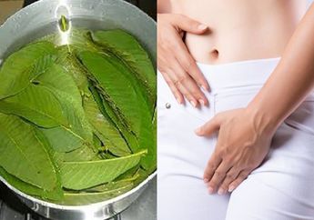 Coba Siramkan Air Rebusan Daun Jambu Biji pada Miss V Anda, Bau Tak Sedap saat Menstruasi Pasti Bakal Hilang Seketika!