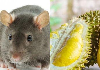Cara Ampuh Usir Tikus yang Suka Bersarang di Rumah, Cuma Gunakan Kulit Durian dan Lihat Hasilnya
