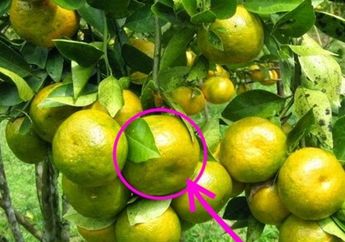 Cara Membedakan Jeruk Manis dan Berair dengan yang Busuk, Jangan Mau Ditipu Pedagang Nakal!