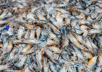 Hindari 4 Ciri Udang Tidak Segar Ini, Jangan Sampai Beli Udang dengan Kepala dan Warna Seperti Ini!
