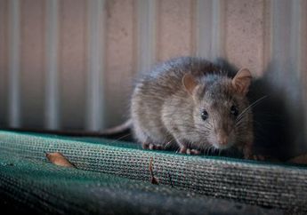 Jangan Mau Dapur Diacak-acak Terus, Usir Tikus Bisa Semudah Ini Cuma Pakai Pakai Mengkudu, Dijamin Gak Bakal Balik Lagi