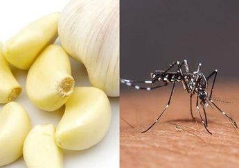 Cara Mudah Usir Nyamuk Hanya dengan Bawang Putih, Buktikan Sendiri Keampuhannya!