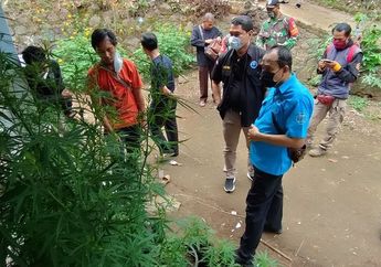Ngakunya Tanam Ganja Buat Diteliti Jadi Pupuk Organik, Pria Asal Tasikmalaya Ini Ditangkap Polisi, 45 Batang Ganja dalam Polybag Disita dari Rumahnya