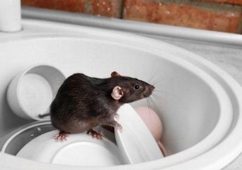 Sedih Lihat Rumah Jadi Sarang Tikus, Ternyata Racun Terbaik untuk Mengusir Hewan Ini Adalah Bawang Putih dan Bawang Merah!