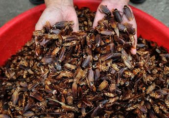 Kecoa untuk Obat Kecantikan, Binatang Menjijikkan Ini di Tangan Petani Kecoa di Tiongkok bisa Hasilkan Miliaran Rupiah Sekali Panen!