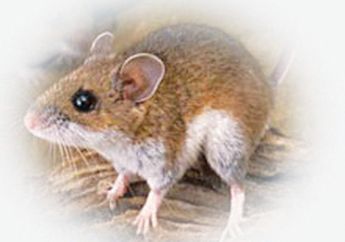 4 Cara Mencegah dan Mengusir Tikus dari Rumah, Mana Paling Efektif?