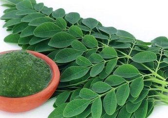 Menguak Segudang Manfaat Daun Kelor yang Ternyata Bisa Buat Wajah Glowing Bak Perawatan Mahal