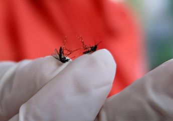 Tips Hidup Cegah Gigitan Nyamuk DBD di Kala Musim Hujan, Kenali Juga Golongan Darah yang Kerap Jadi Incaran para Nyamuk