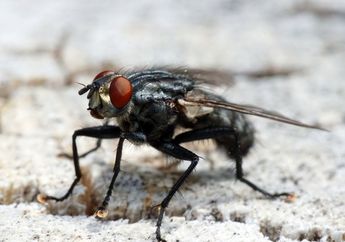 Jangan Biarkan Lalat Hinggap di Rumah, Begini Cara Buat Perangkap Murah Meriah!