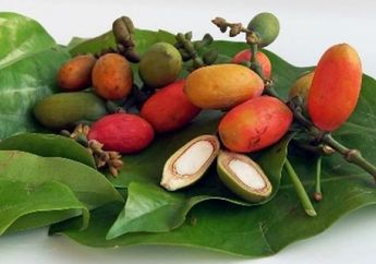 Selama ini Kita Salah Besar! Sering Disebut Bikin Asam Urat, Makan Melinjo Justru Bisa Buat Tubuh Terhindar dari Penyakit Mematikan ini