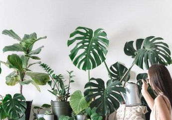 Jangan Dibuang, Pakai Air Rebusan Bahan Dapur Ini Buat Siram Tanaman di Rumah, Dijamin Hasilnya Auto Subur!