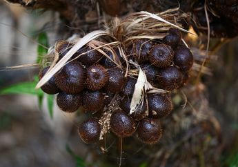 Banyak yang Kurang Suka karena Kaya Serat, Siapa Sangka Buah Salak Bisa Mencegah Tubuh Terkena Penyakit Mematikan Ini