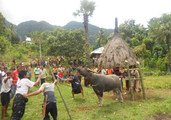 Manu, Ngana, dan Kaba: Cerita Hewan-Hewan Kurban Orang Bajawa